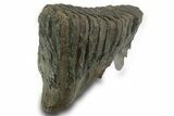 Fossil Woolly Mammoth Molar - Siberia #377770-2
